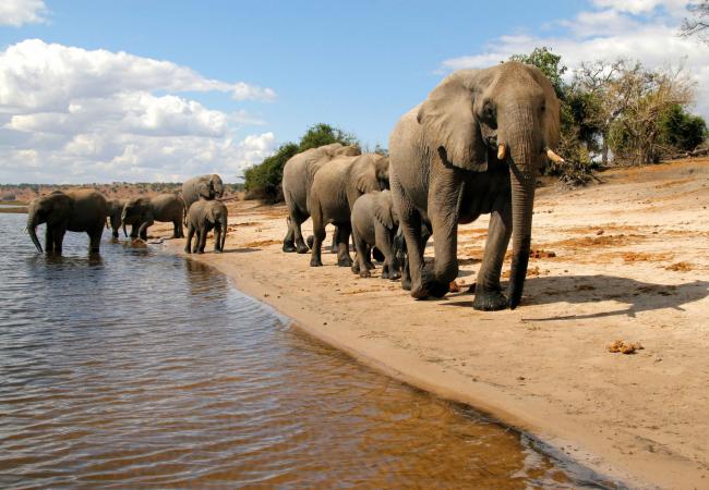 Chobe National Park The Best Wildlife Park In Southern Africa