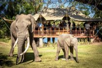 The Elephant Cafe near Victoria Falls, Zambia