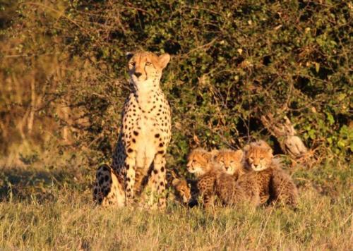 Cheetah on the Bomani concession in Hwange National Park, Zimbabwe