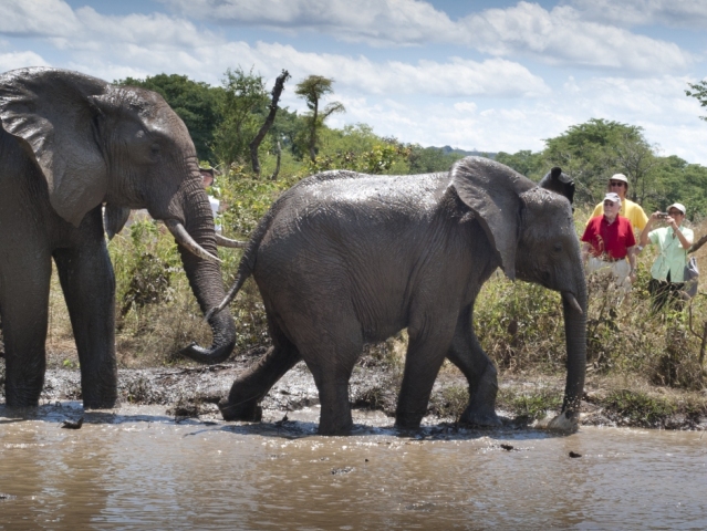 Elephant Encounter - a walk in the wild with the largest land mammal in