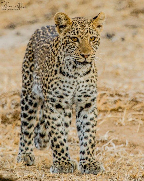 African Leopard - the smaller Big 5 cat, stealthy and cunning