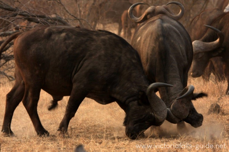 Brød industri Fremmedgøre African Buffalo - fearsome member of the Big Five