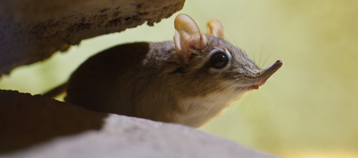 Elephant Shrew