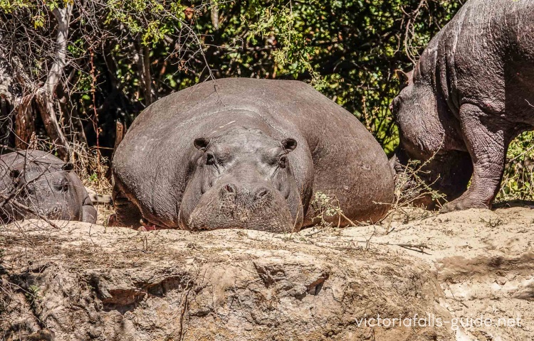 African Hippo - the River Horse