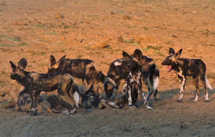 do african wild dogs eat baboons