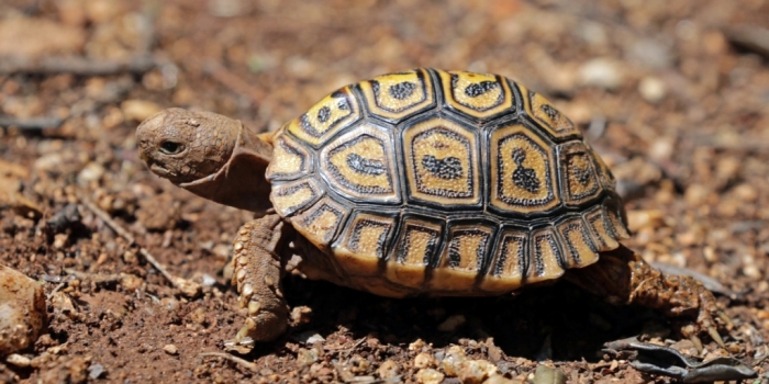 Leopard Tortoise (photo by Sharp Photography)