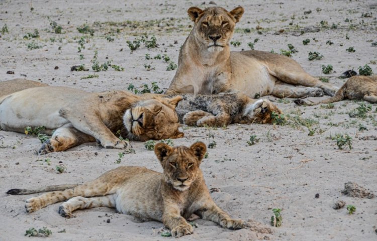 African lions are sociable