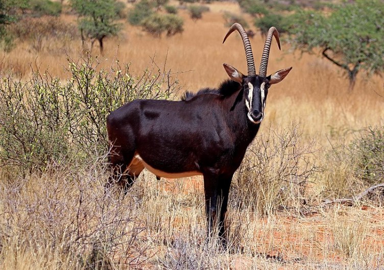 Zimbabwe Animals - interesting wild animals found in Zimbabwe