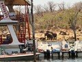 What a pleasure -boats and elephants 