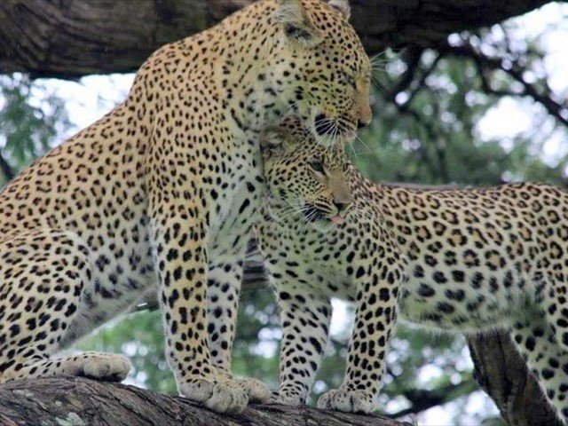 Leopards in Chobe