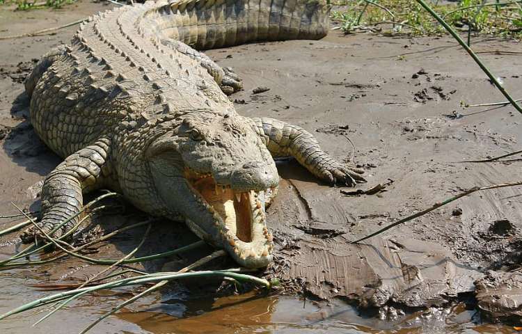 The ancient Nile Crocodile