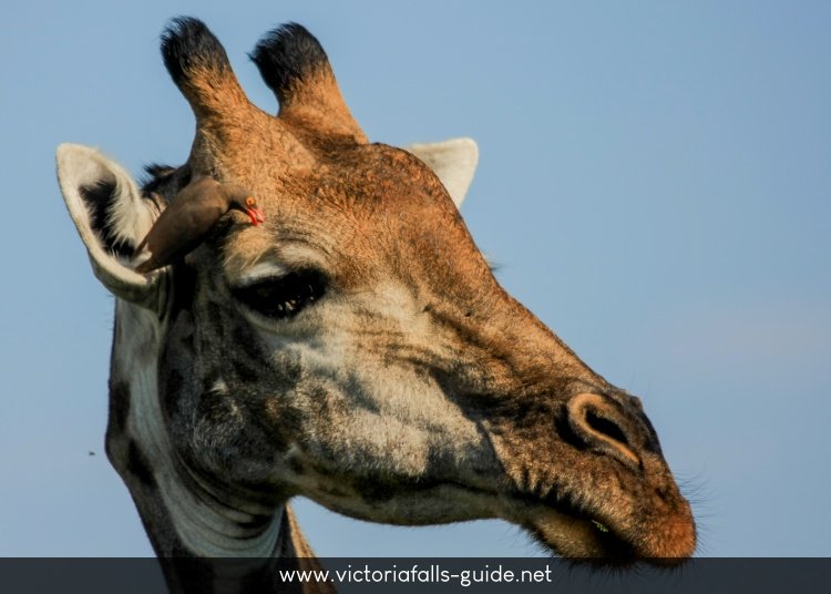 African Giraffe