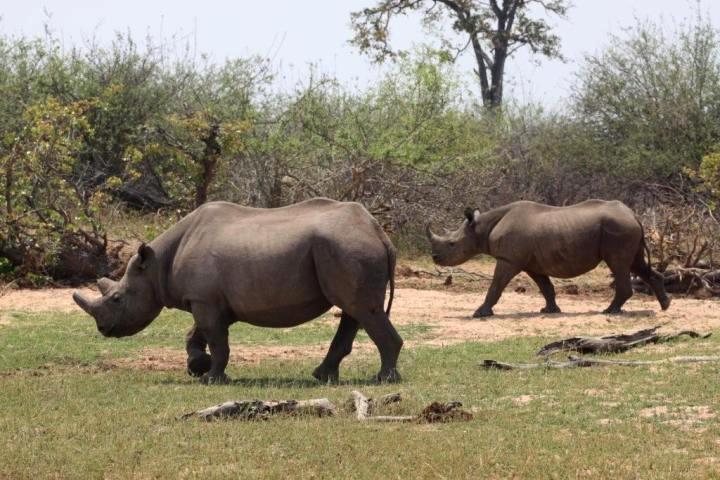 Zimbabwe Animals - the Big Five, and animals found around Zimbabwe