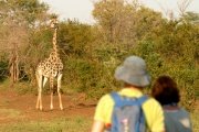 Walking safari in the Zambezi national park